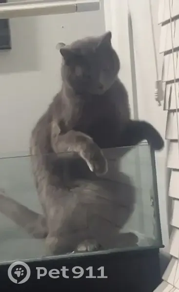 Lost cat, Hampton Road, 1505, Charleston - male, completely grey, one eye squints - photo
