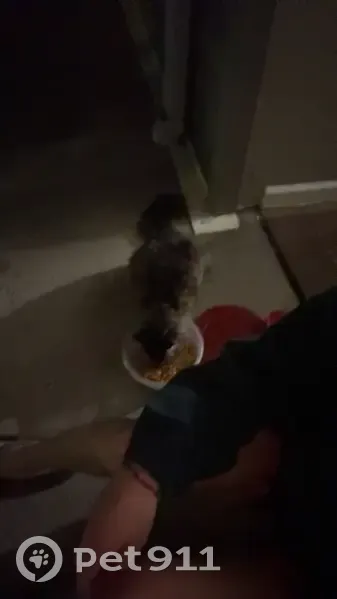 Found cat, College Heights Road, 1425, Johnson City - very friendly, reddish fur spot on back - photo