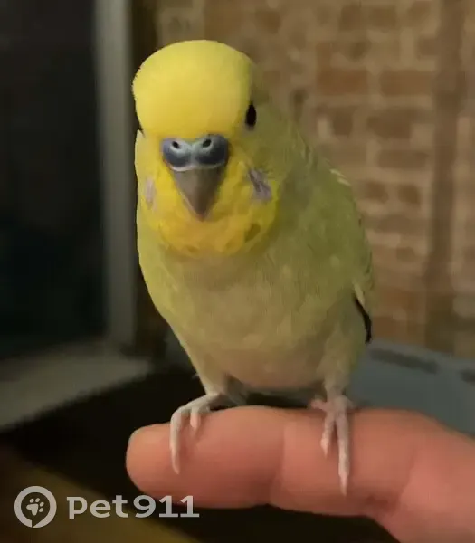 Lost bird, Adelphi Street, 134, Brooklyn - male parakeet - photo