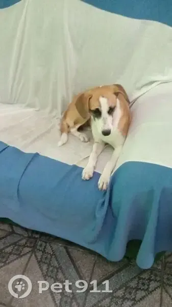 Cachorro encontrado Fêmea (brf002798) - photo