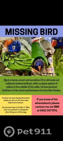 Lost bird Male, Leongatha (al496304) - photo