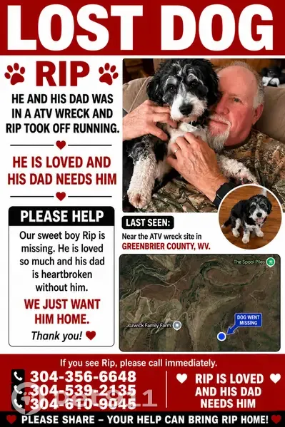 Lost dog, Cold Knob, Summersville - male Mini Bernedoodle - photo