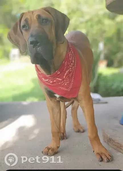 Cachorro perdido Fêmea (brl002802) - photo