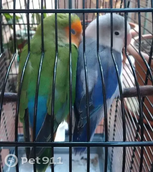 Perdida ave, Plaça Puig I Alfonso, 9999, el Guinardo - dos pájaros: uno verde y otro azul - photo