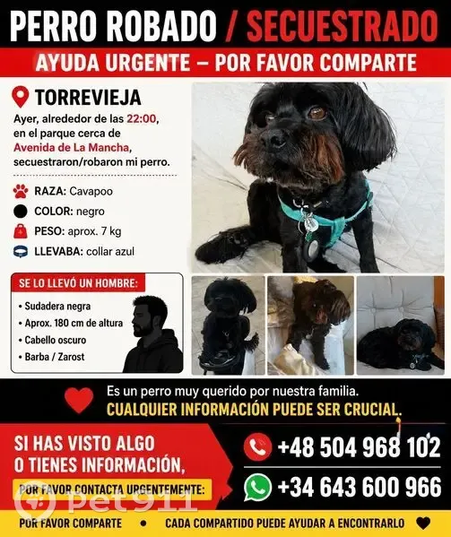 Perdido perro macho, Avenida de la Mancha, 197, Torrevieja, Torrevieja — robado del parque cerca de la escuela Ciudad del mar - photo