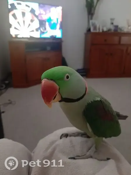 Lost bird, Victoria Street, Newcastle - male Alexandrian parrot - photo