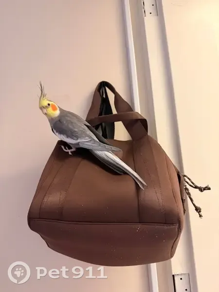 Lost bird, Water Street, 136, Exeter - male - photo