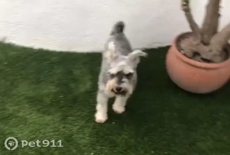 Perdido perro hembra, Carrer de Dom Bosco, Palau-solità i Plegamans, Barcelona - schnauzer gris de 12 años - photo
