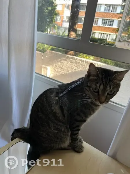 Lost cat, Van Coppenhagen Road, 16, Riverlea - female grey tabby with white detail on hind paws - photo