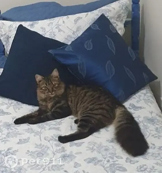 Gato desaparecido Macho (brl002804) - photo