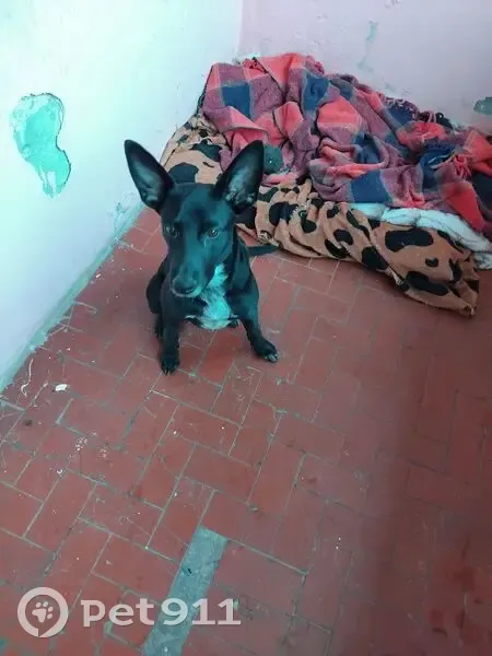 Cachorro encontrado Macho (brf002805) - photo