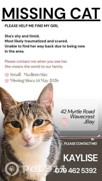 Lost cat, Myrtle Road, 42, Jeffreys Bay, Johannesburg - female, shy and timid - photo