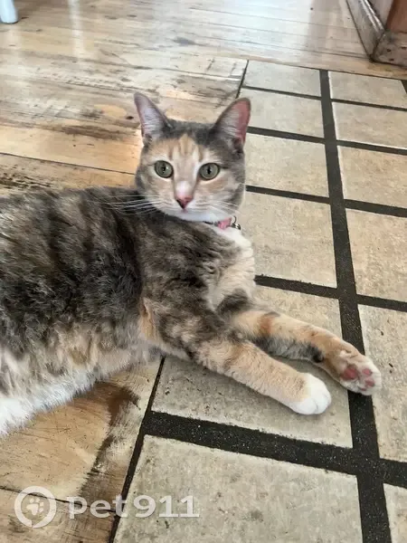 Lost cat, Beach Road, 146, Cape Town - female - photo