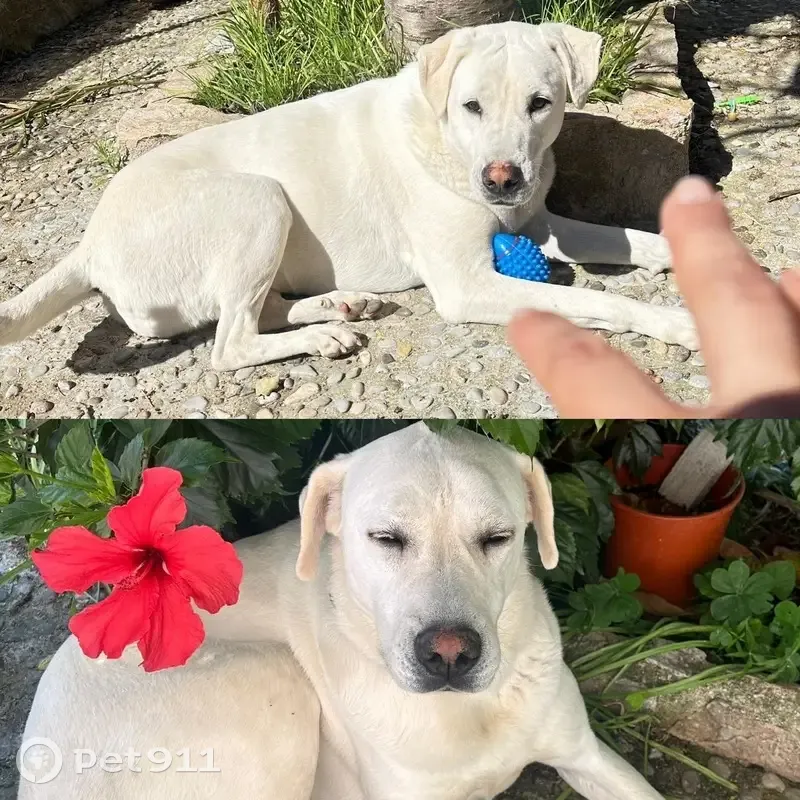 Perdido perro hembra, Sant Genís de Palafolls, Reus - muy cariñosa y tímida - photo