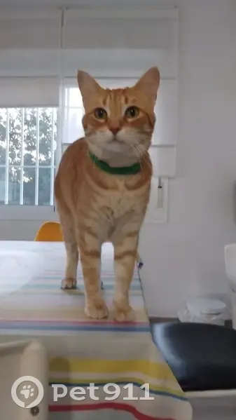 Perdido gato masculino, Calle Pozo de Máquina, Bormujos, Coria del Rio - collar verde - photo