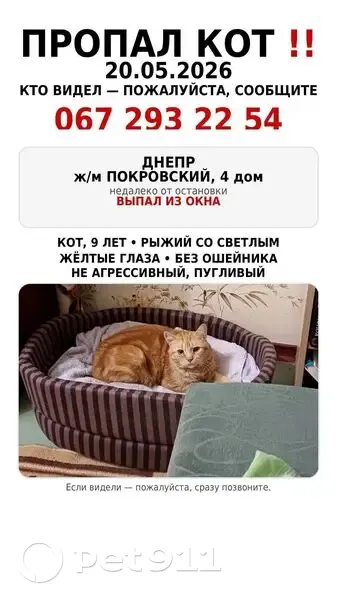 Зникла кішка, 4-Ж, Дніпро — гладкошерста, без ошийника, з жовтими очима - photo