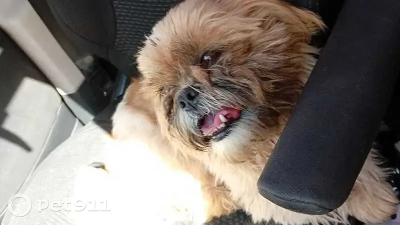 Cachorro encontrado Macho (brf002808) - photo