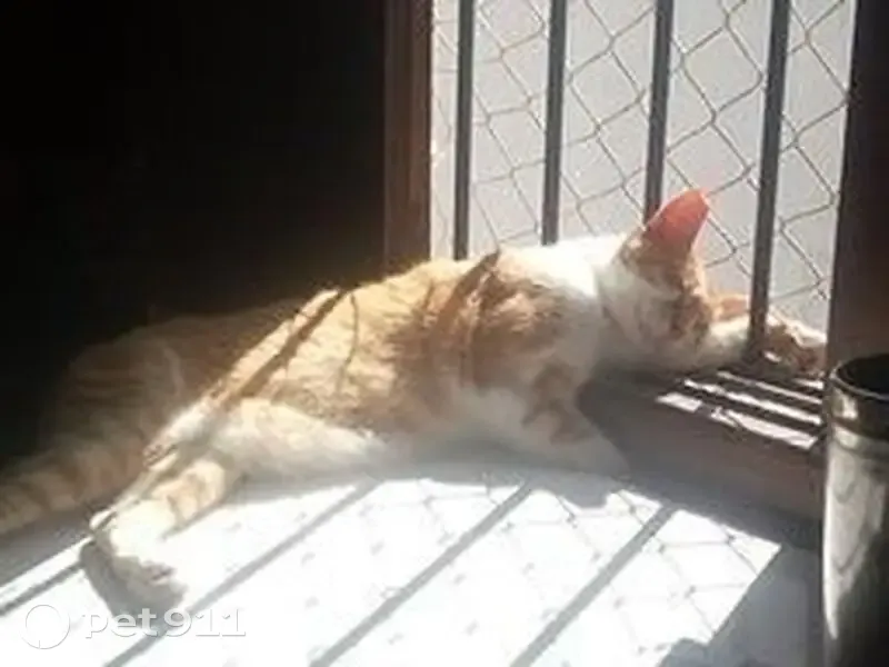 Gato desaparecido Macho (brl002809) - photo