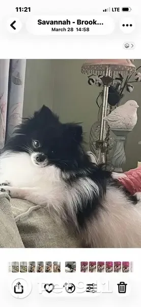 Lost dog, Brunswick, Georgia - female Pomeranian, black and white - photo