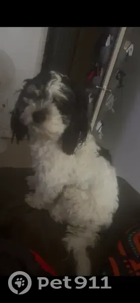 Lost dog, Baltimore, Maryland, Jessup - black and white, chipped - photo