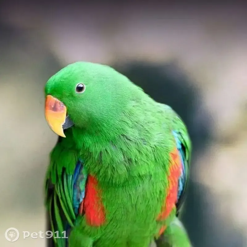 Lost bird, Junction Lane, Ku-ring-gai Council, Strathfield - male green Eclectus parrot - photo