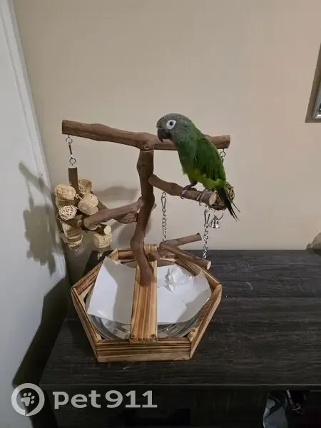 Lost bird, West Roberta Avenue, 1352, Fullerton - male, green with blue on tail - photo