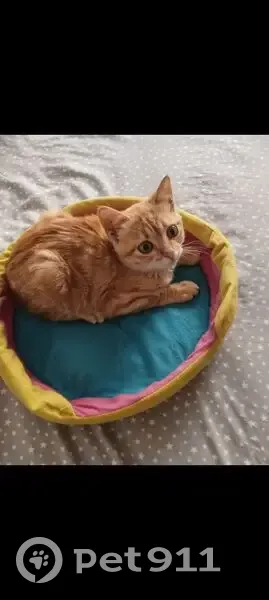 Perdido gato macho, Carrer del Molí, Quart de Poblet - gatito pelirrojo de 2 meses - photo