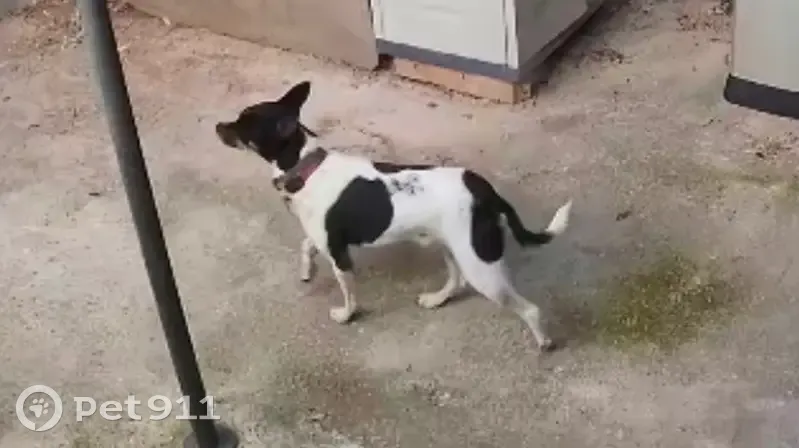 Perro perdido macho, Carrer Nersac, 66, Cocentaina, Alcoy - cojea y tiene la patita trasera sin dedos - photo