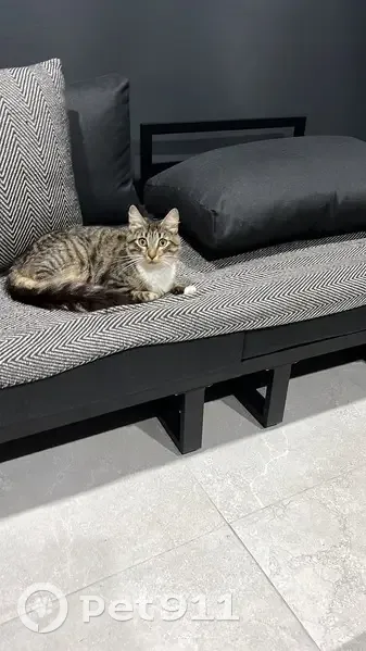 Found cat, female, Palace Street, Auburn, Sydney - tabby kitten with white chest and paws - photo