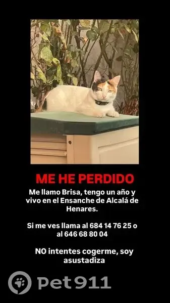 Perdido gato hembra, Calle Antonio Buero Vallejo, Alcalá de Henares, Madrid - blanca con manchas negras y marrón clarito - photo