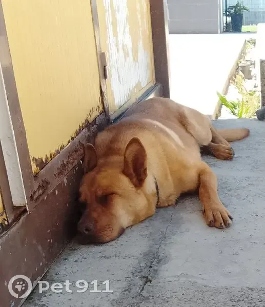 Perro perdido macho, Gerena, Andalucía, La Rinconada - photo