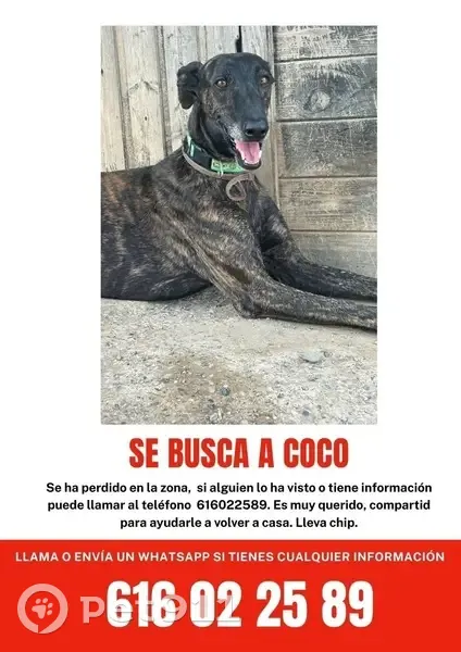 Perro perdido macho, Carretera de Maldà, 8, Belianes, Lleida - se escapó al abrir la puerta del jardín - photo