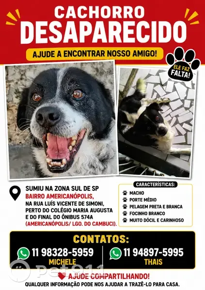 Cachorro perdido Macho (brl002813) - photo