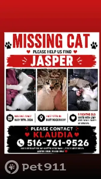 Lost cat, East Rockaway, New York, Hempstead - male, white and grey with a small brown patch - photo