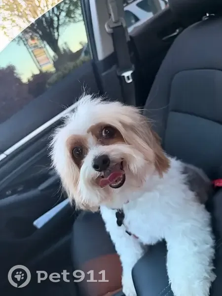 Lost dog, 28th Avenue West, 19284, Lynnwood - small, white with brown spots - photo