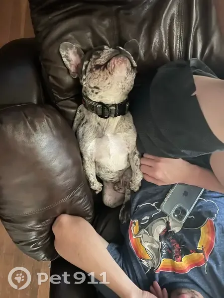 Lost dog, Berkshire Road, 708, Bakersfield, Lamont - male Frenchie with a cherry in his right eye - photo