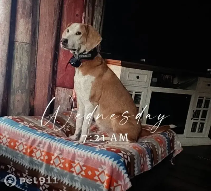 Lost dog female, Mott Road, 1341, Phelps, Phelps - red and white, friendly - photo