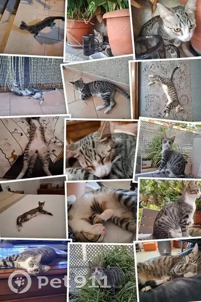 Gato perdido macho, Carrer de Faust Bonafé, 4, Palma - atigrado con ojos amarillos - photo