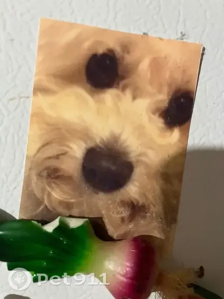 Lost dog, Simi Valley, California - male, white blind curly-haired poodle mix - photo
