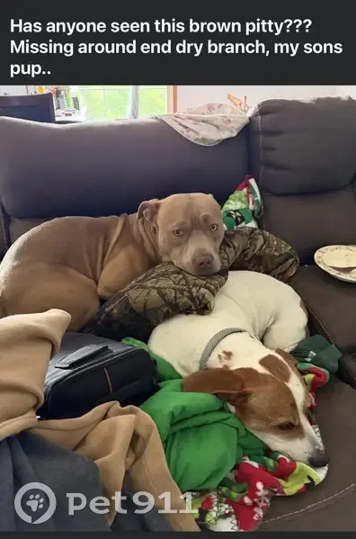 Lost dog, Stanton, Missouri, Lake Saint Clair - male, all brown coat, stocky, floppy ears - photo