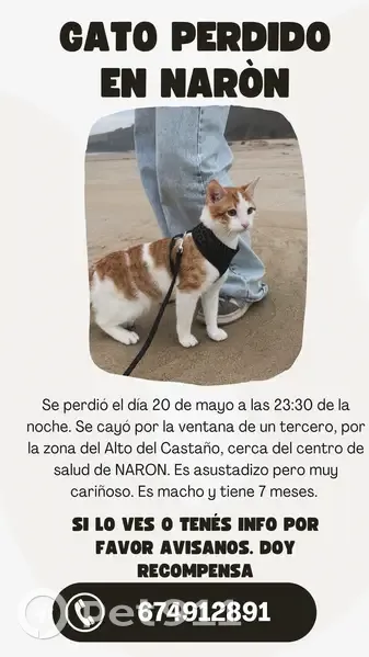 Perdido gato macho en Calle Leiras Pulpeiro, Narón - asustado con ruidos - photo 2