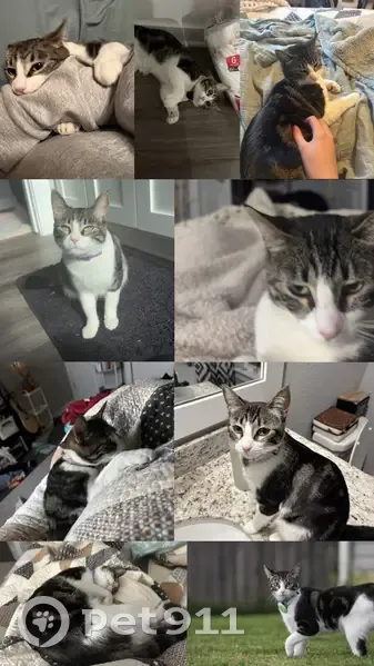 Lost cat, North Mojave Street, 317, Farmington - female tabby with purple flea and tick collar - photo