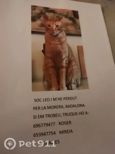 Perdido gato macho en Badalona, Cataluña - rayado naranja - photo