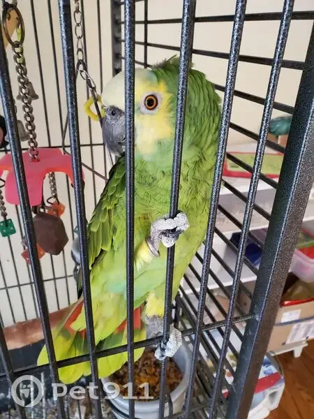 Missing bird, Indianapolis (usl537626) - photo
