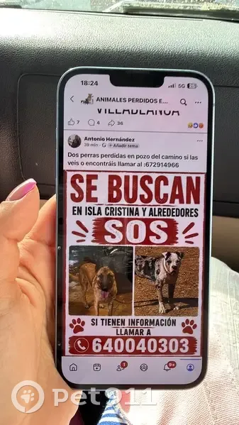 Perra perdida hembra, Calle Choco, 57Y, Ayamonte, Lepe - pitbull pequeña de 6 meses - photo
