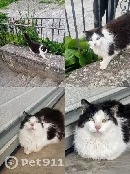 Perdido gato macho, Calle Emperador Adriano, 4, Cuarte de Huerva, Oliver-Valdefierro - pelo largo y grande - photo