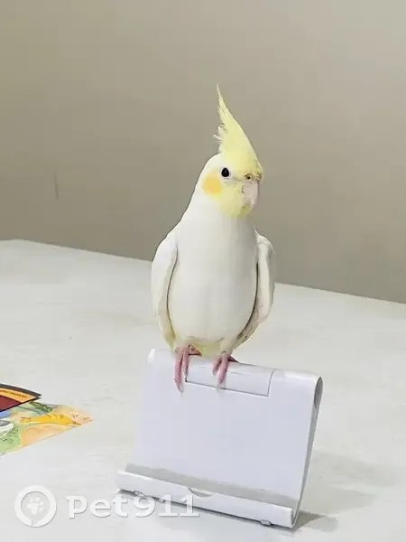 Lost bird, Gino Street, Adelaide, Salisbury - male, white body, red cheeks, yellowish hair - photo