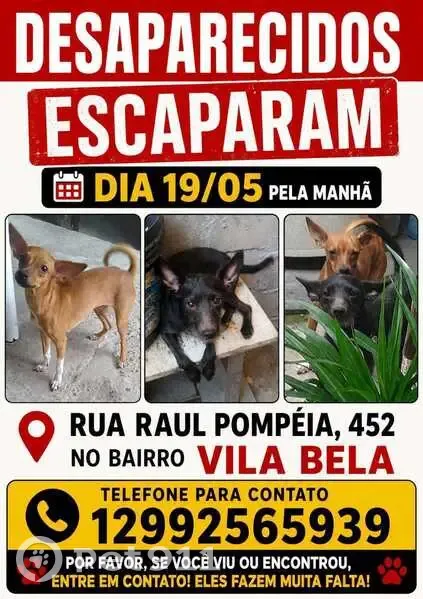 Cachorro perdido Fêmea (brl002817) - photo