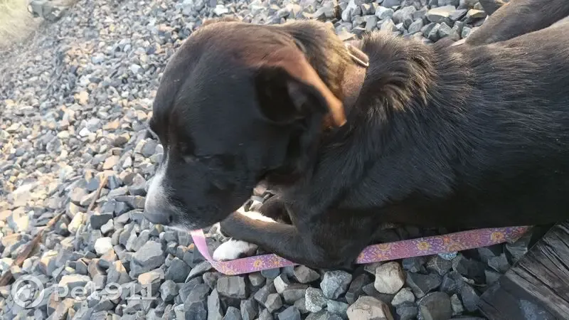 Lost dog, West 1st Street, 106, Chico - male - photo