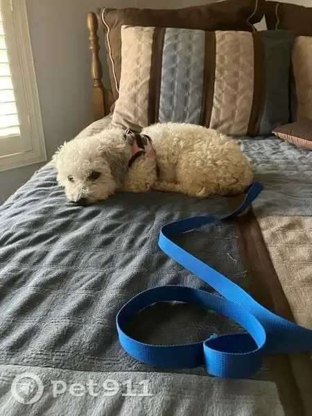 Lost dog, Theodore Road, 269, Akron - female, wearing pink collar - photo
